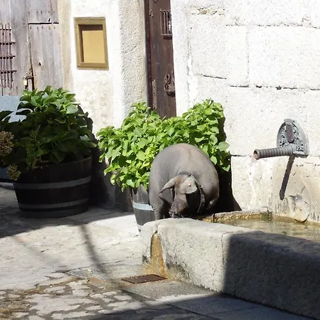 Azahar מוגאראז